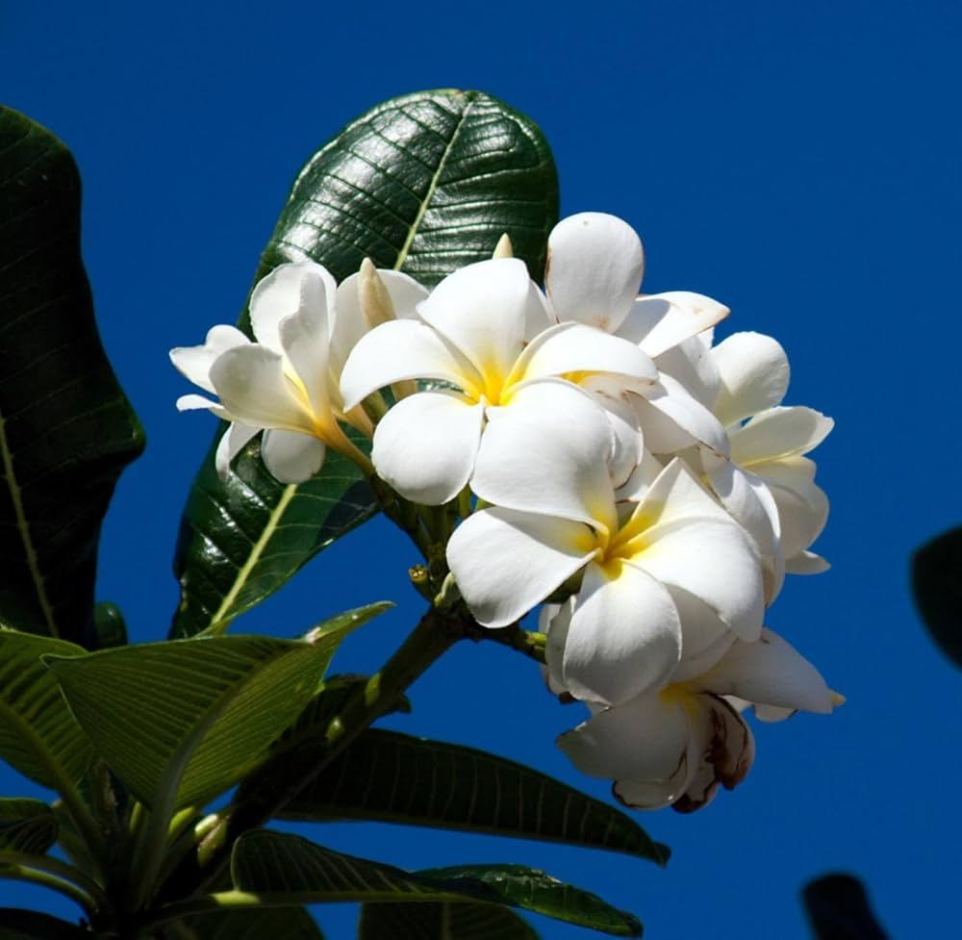 dropper bottle botanical leaves white