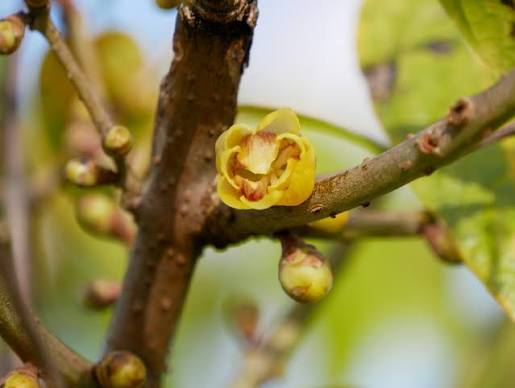 amber bottle essential oil