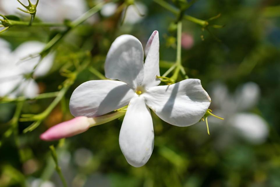 dropper bottle botanical leaves white