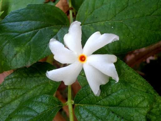 dropper bottle botanical leaves white